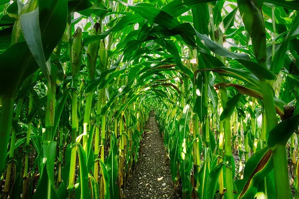 Vista de campos agrícolas en La Araucanía, Chile, destacando cultivos de granos y frutales en un entorno seguro y tranqu