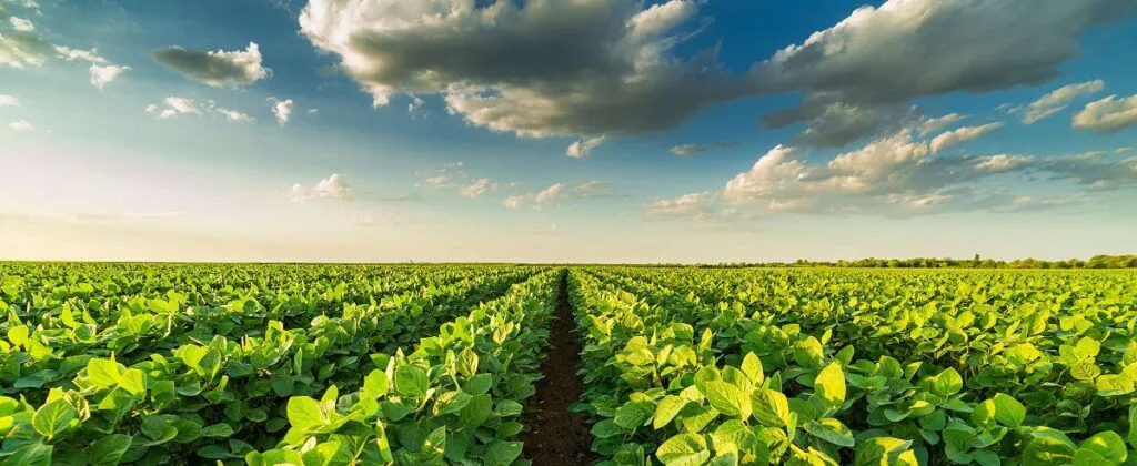 El Banco de Seguros del Estado (BSE) Ofrece Cobertura Amplia para Productores ante Eventualidades Climáticas