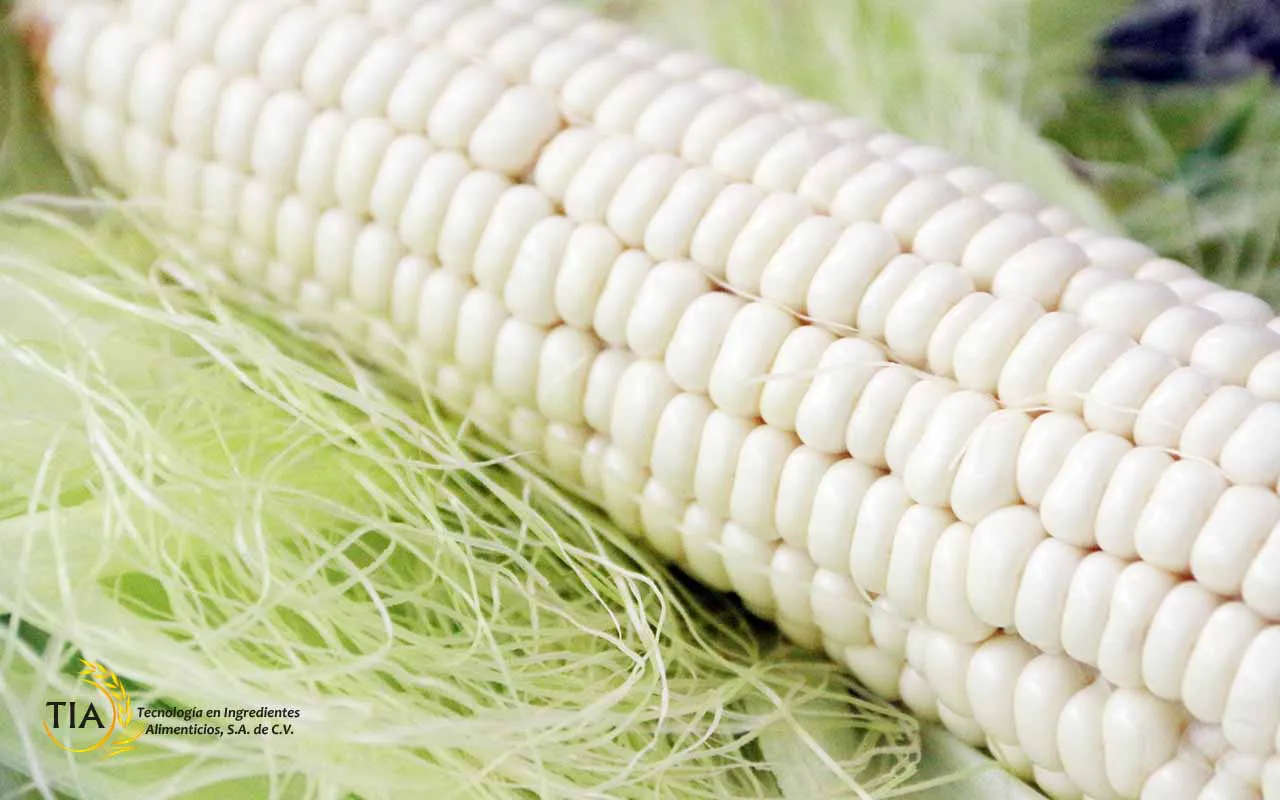 La Producción de Maíz Blanco Sufrirá una Importante Caída en 2024