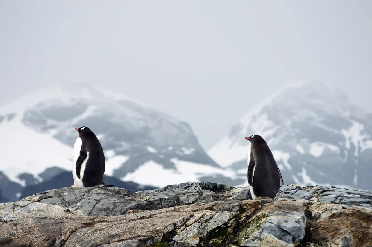 Paisaje antártico desolado, representando el frágil hábitat de los pingüinos Emperador y Adelia.