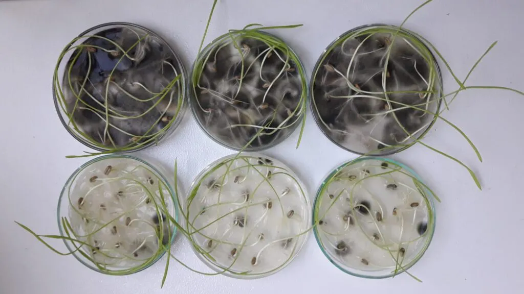 El Papel Estratégico del Laboratorio de Análisis de Semillas en la Cadena Productiva Agrícola