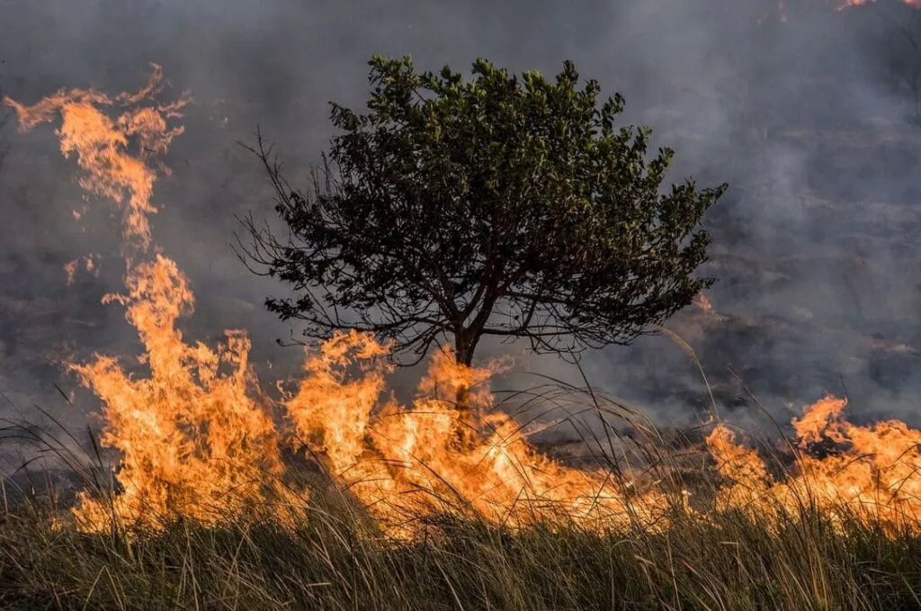 Alerta Roja por Incendio Forestal en Valparaíso