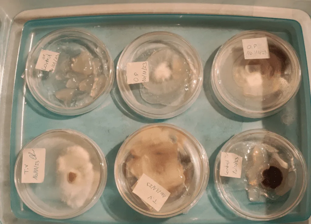 Hongos, corontas y algas: Los biomateriales que desarrolla la UTEM para la construcción