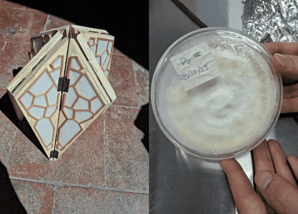 Hongos, corontas y algas: Los biomateriales que desarrolla la UTEM para la construcción