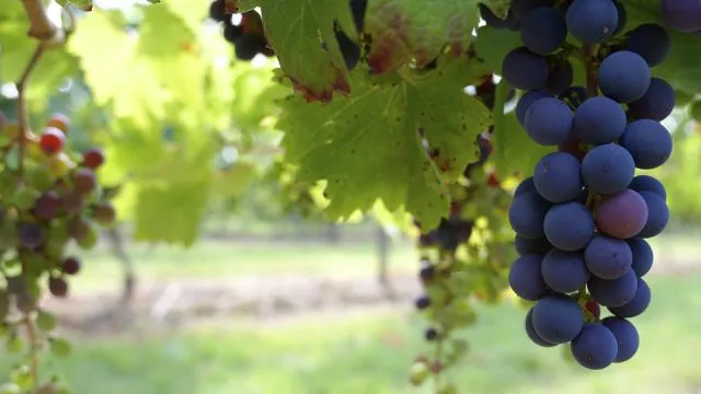 Vista aérea del Valle del Cachapoal destacando viñedos de txakoli, el vino histórico de Doñihue Vista aérea del Valle del Cachapoal destacando viñedos de txakoli, el vino histórico de Doñihue